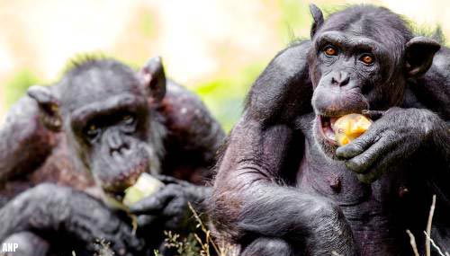 DierenPark Amersfoort schiet twee chimpansees dood na ontsnapping