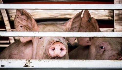 Werkstraf voor boer wegens zwaar verwaarlozen duizenden varkens