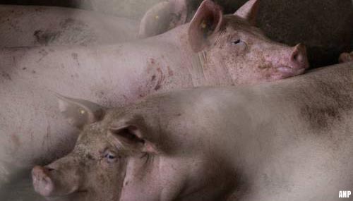 Britse varkens mogelijk afgemaakt vanwege tekort aan slagers