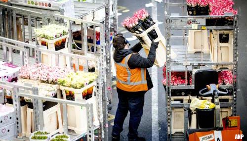 Exporteurs: bloemen- en plantenexport op recordniveau