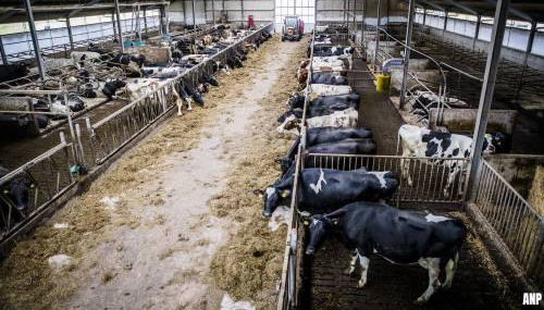 Advies aan Vlaamse regering: krimp veestapel drastisch in
