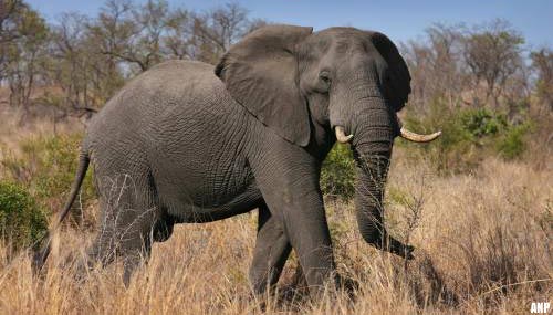 Olifant doodt stroper in Kruger National Park in Zuid-Afrika
