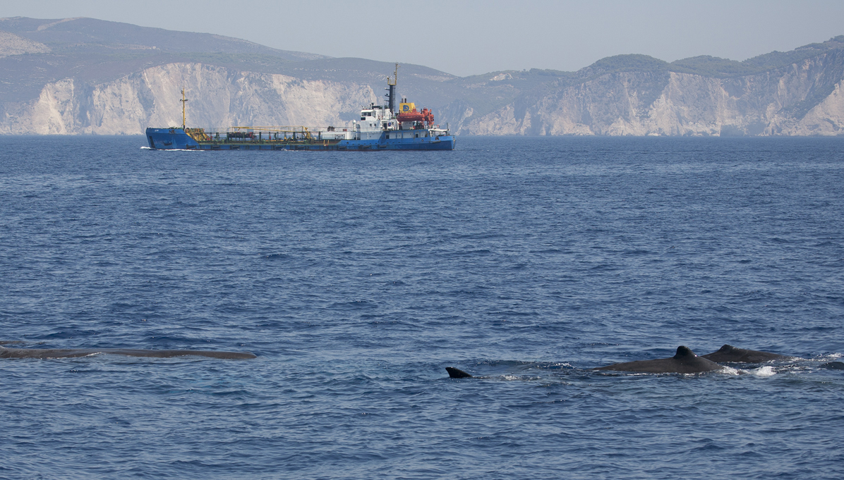 Rederij MSC past vaarroutes aan om walvissen te beschermen
