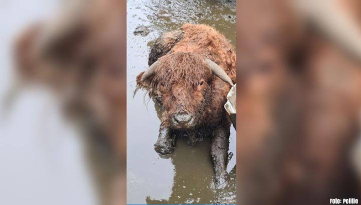 Ernstig verwaarloosde koeien aangetroffen in Noord-Holland