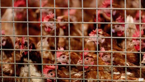 222.000 vleeskuikens geruimd in Blija wegens vogelgriep