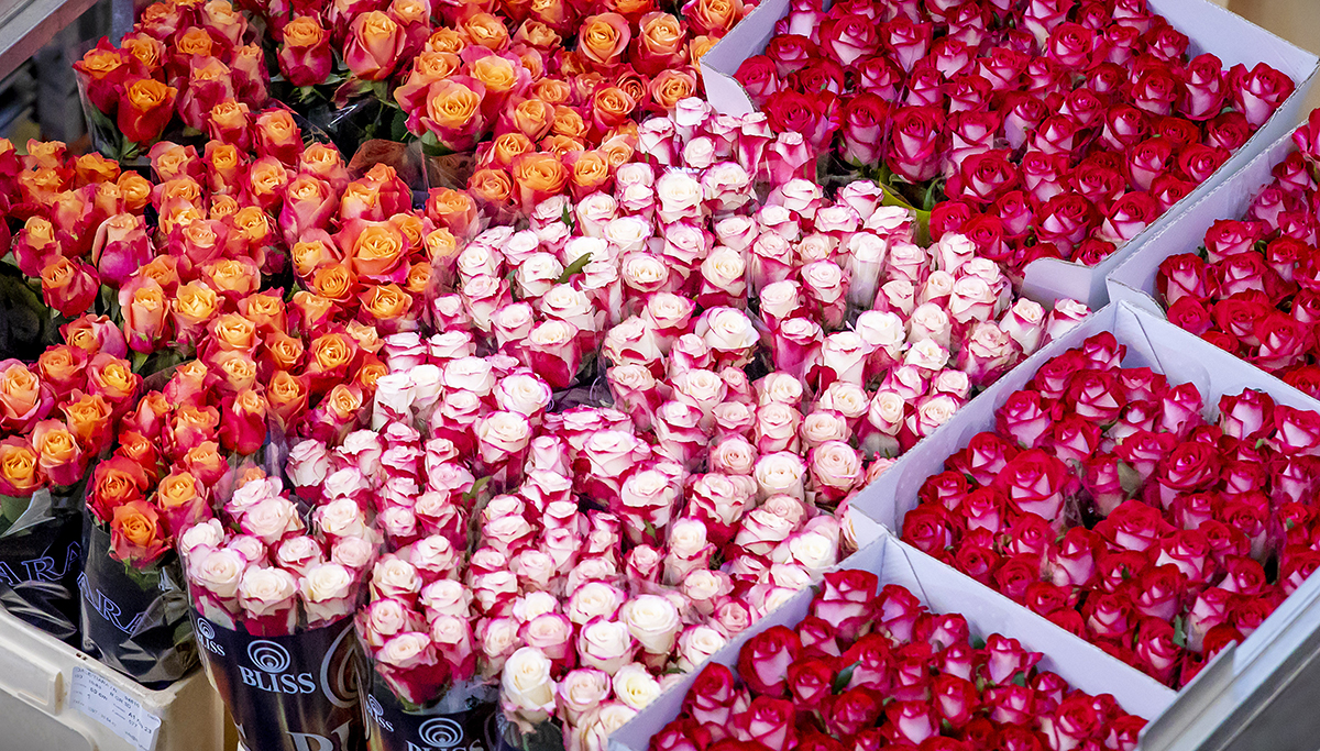 Op Schiphol komt bijna 4000 ton bloemen aan voor Valentijnsdag