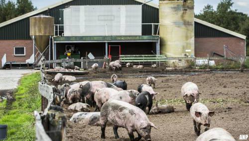 Situatie Nederlandse varkensboeren volgens ABN AMRO dramatisch