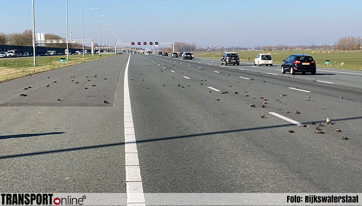 A2 richting Amsterdam weer vrij na tientallen dode spreeuwen op de weg [+foto's]