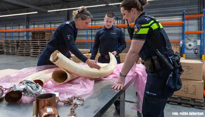 Politie neemt meerdere slagtanden van olifanten in beslag
