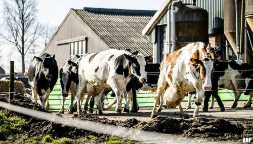 LTO Nederland: stikstofprotest met koeien uit de wei is succes