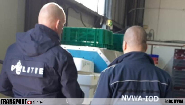 Politie en NVWA doen onderzoek naar visgroothandel vanwege illegale vishandel