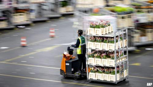 Export bloemen en planten geraakt door personeelstekorten