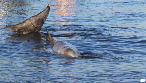 Vrouw die bij Zandvoort dolfijn beklom is aangehouden [+video]