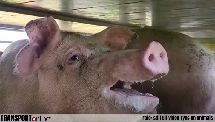 Eyes on Animals wil dat minister handhaaft bij VION vanwege lange wachttijden varkens in snikhete vrachtwagens [+video's]