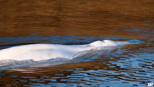Witte dolfijn in Seine ondanks reddingspoging overleden
