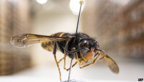 Aziatische hoornaar opnieuw gezien in Noord-Holland