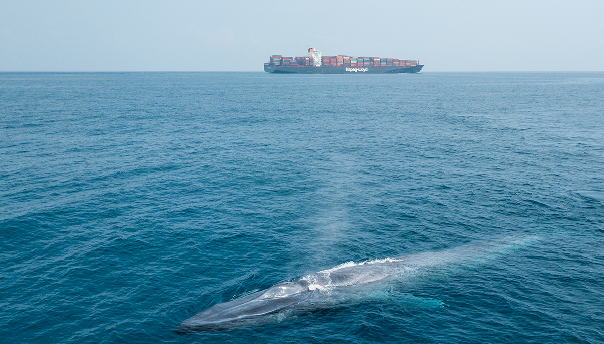 Grote rederij maakt omweg om walvissen te ontlopen