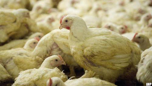 Vogelgriep ontdekt in Friesland, 87.000 kuikens gedood