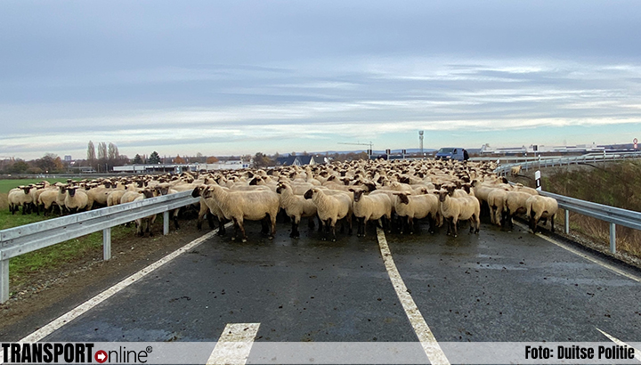 Herder met ruim honderd schapen vast tussen vangrails oprit Duitse A39 [+foto]