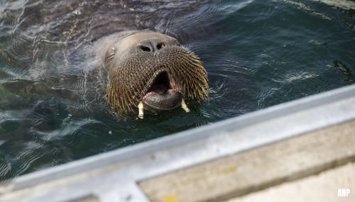 Walrus aangetroffen op strand van Petten