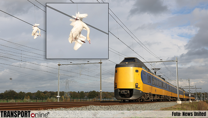 Treinen rijden weer na zwaan in bovenleiding spoor Zwolle [+foto's]