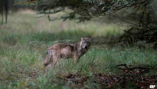Natuurorganisaties: wolf Veluwe meteen aanpakken of verwijderen