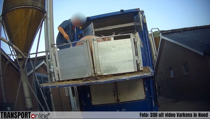 NVWA gaat onderzoek doen naar mishandeling van varkens door vrachtwagenchauffeurs [+video]