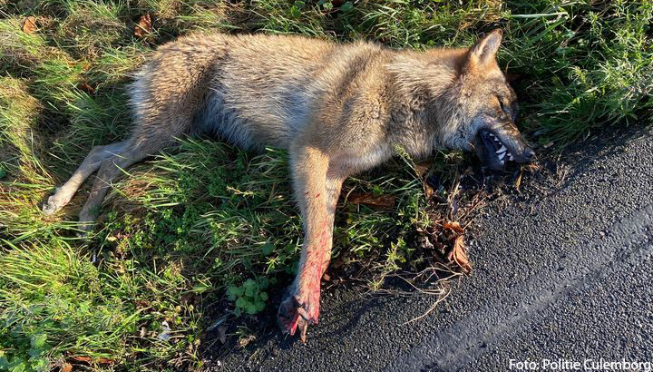 Vrachtwagen rijdt wolf dood op A2 bij Beesd