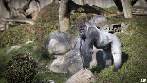 Blijdorp: hartfalen oorzaak dood gorilla Bokito