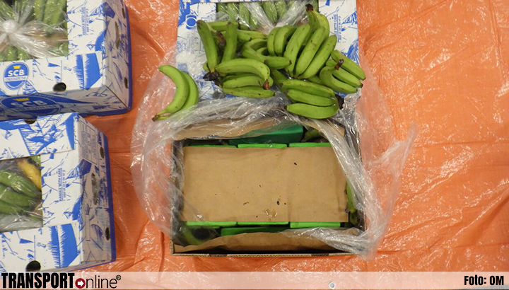 Douane treft bijna 600 kilo cocaïne aan in een container met bananen uit Colombia