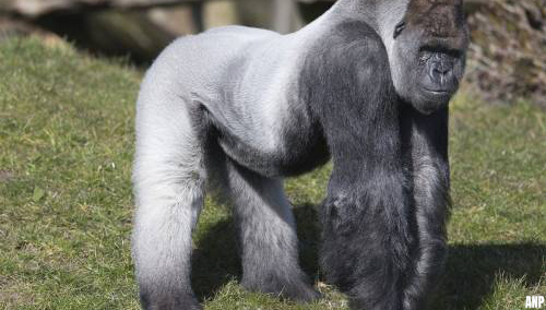 Beroemde gorilla Bokito uit Diergaarde Blijdorp overleden