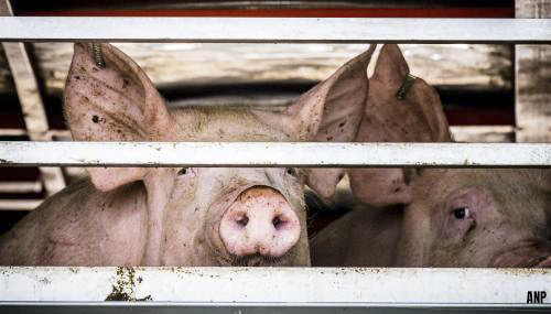 NVWA gaat ingrijpen bij mengen varkens in slachthuizen