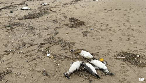 Dode pinguïns massaal aangespoeld in Uruguay