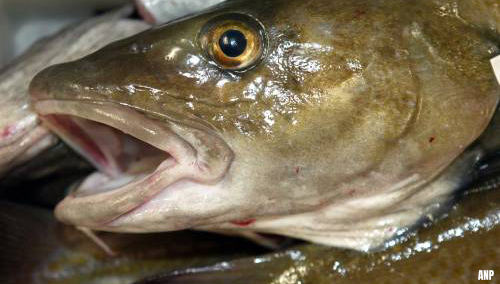 RIVM: relatief veel PFAS in vis, maar voedingsadvies blijft staan