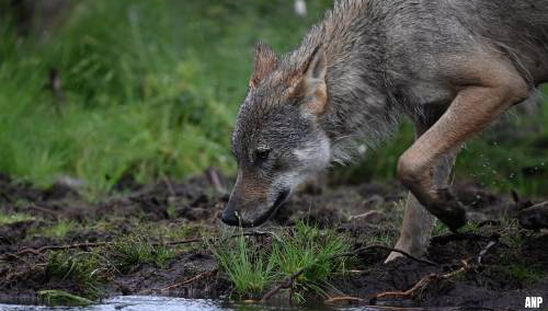 Ook Animal Rights doet aangifte om doodgeschoten wolf