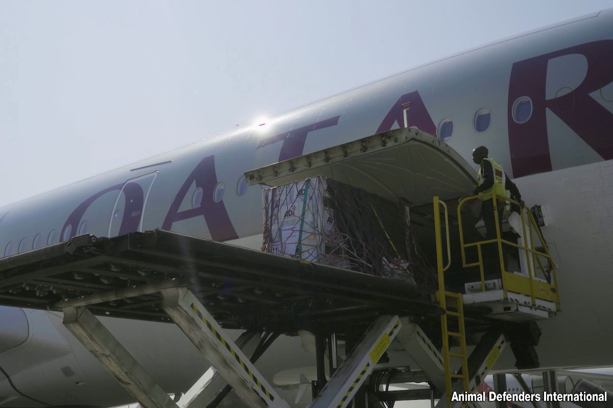 's Werelds eenzaamste leeuw Ruben door Qatar Airways Cargo naar nieuwe plek gebracht