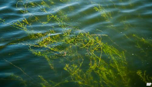 Waterschap: aanpak invasieve exoten is dweilen met kraan open