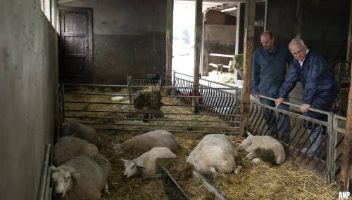 Adema: de vraag is of schapenhouderij blauwtong gaat overleven