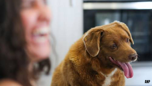 Bobi, de oudste hond ter wereld, overleden op 31-jarige leeftijd