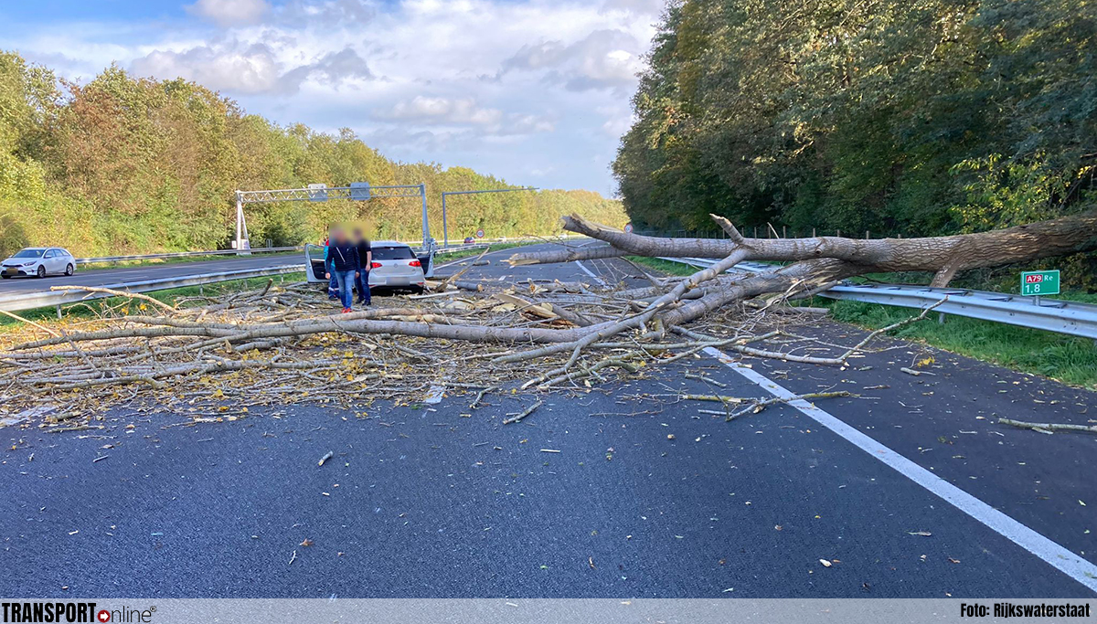 A79 afgesloten na omgewaaide boom op auto: twee gewonden [+foto]