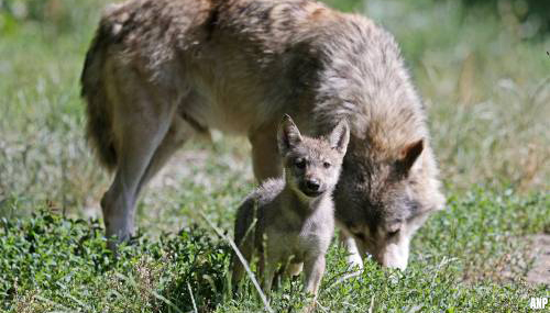 Europese Commissie wil bescherming wolf terugschroeven