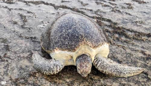 Opnieuw zeeschildpad aangespoeld op Nederlands strand