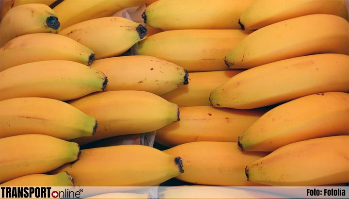 Duizend kilo cocaïne tussen bananen ontdekt