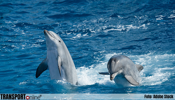 Curaçao transporteert vijf dolfijnen per luchtvracht naar Saudi-Arabië
