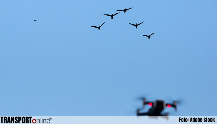 Brussels Airport en skeyes testen drones tegen vogels
