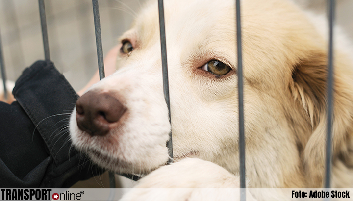 NVWA: Strengere maatregelen tegen toename illegale hondenhandel