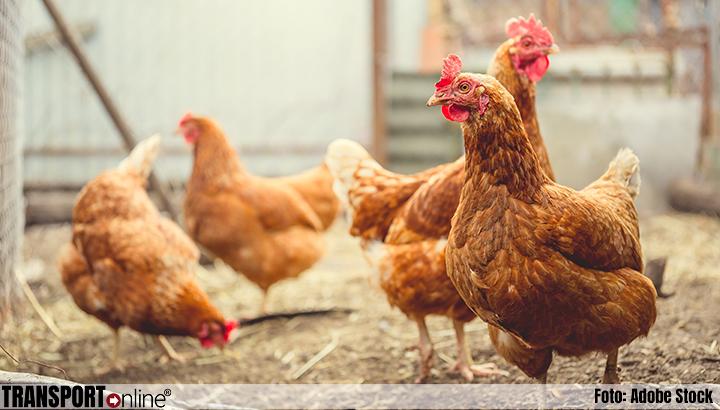 Vogelgriep bij pluimveebedrijf in Friesland, 28.000 kippen gedood