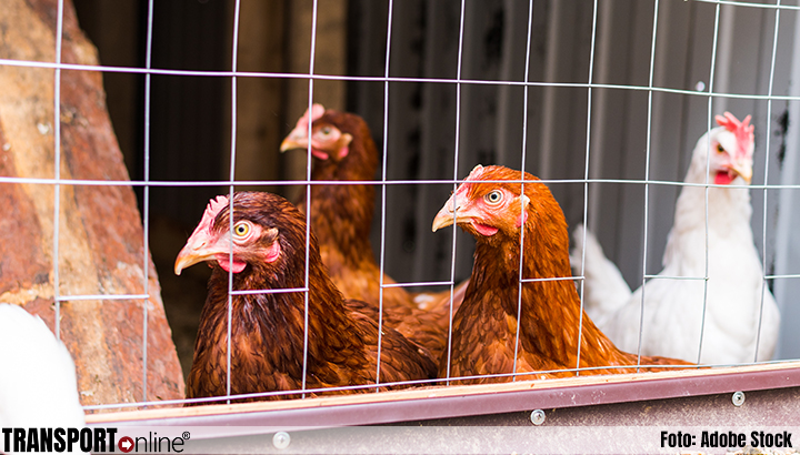 Vogelgriep op legpluimveebedrijf in Lunteren: 5000 kippen geruimd