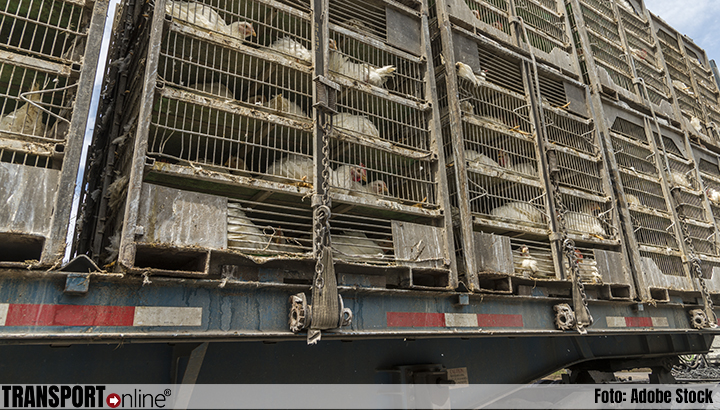 Circa 575.000 kippen al dood tijdens transport naar slachthuis