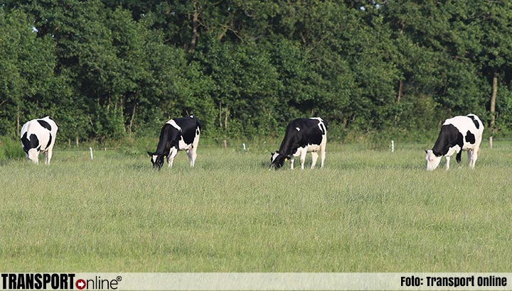 Remkes: geen vergunning nodig voor koe in de wei